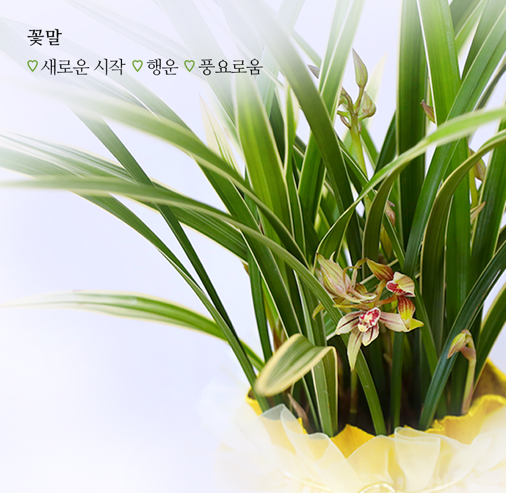 ¼º°ø°ú ¹ø¿µÀ» ±â¿øÇϴ Ȳ±Ýºû ¼±¹°, µ¿¾ç¶õ ±ÝȲÁ¦ ²ÉÁý ²É¹è´Þ