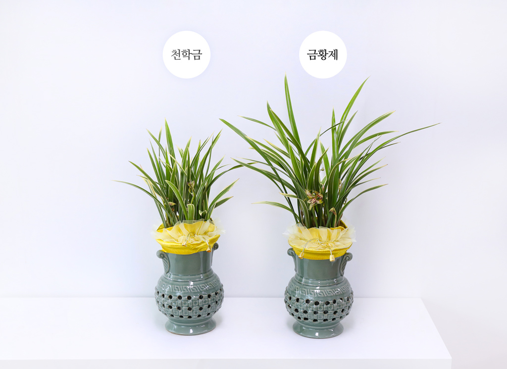 ¼º°ø°ú ¹ø¿µÀ» ±â¿øÇϴ Ȳ±Ýºû ¼±¹°, µ¿¾ç¶õ ±ÝȲÁ¦ ²ÉÁý ²É¹è´Þ