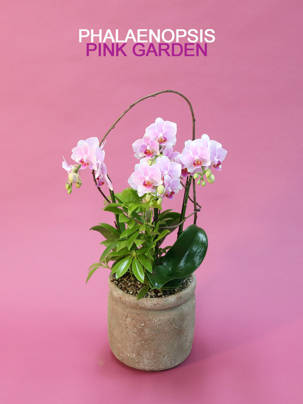 Phalenopsis - Pink garden  ɹ