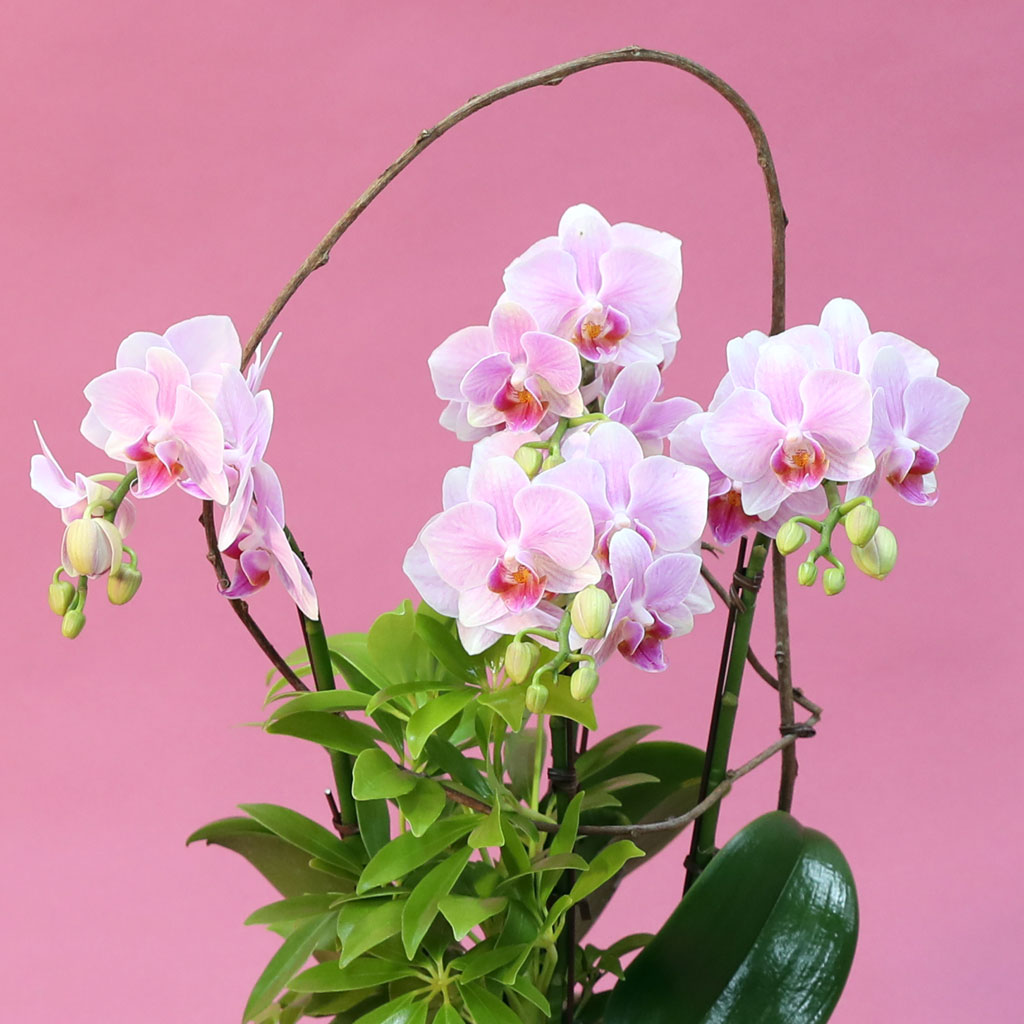 Phalenopsis - Pink garden  ɹ