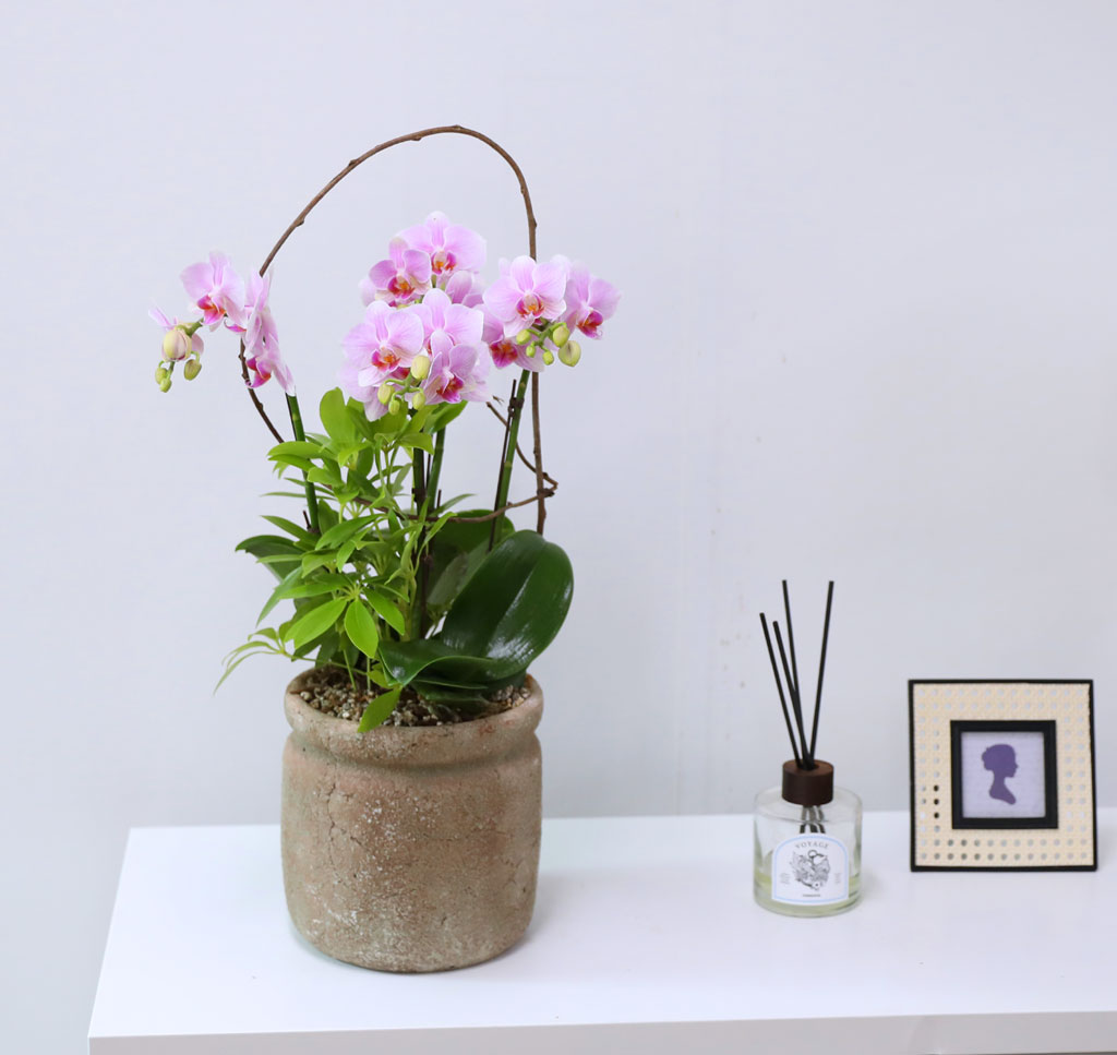 Phalenopsis - Pink garden  ɹ