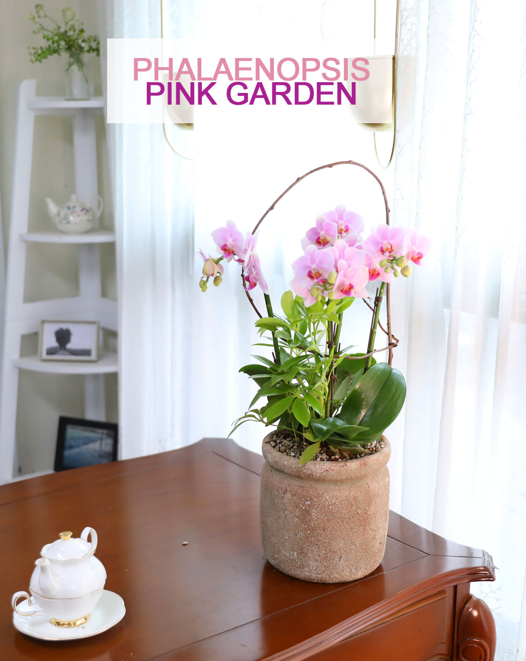 Phalenopsis - Pink garden  ɹ