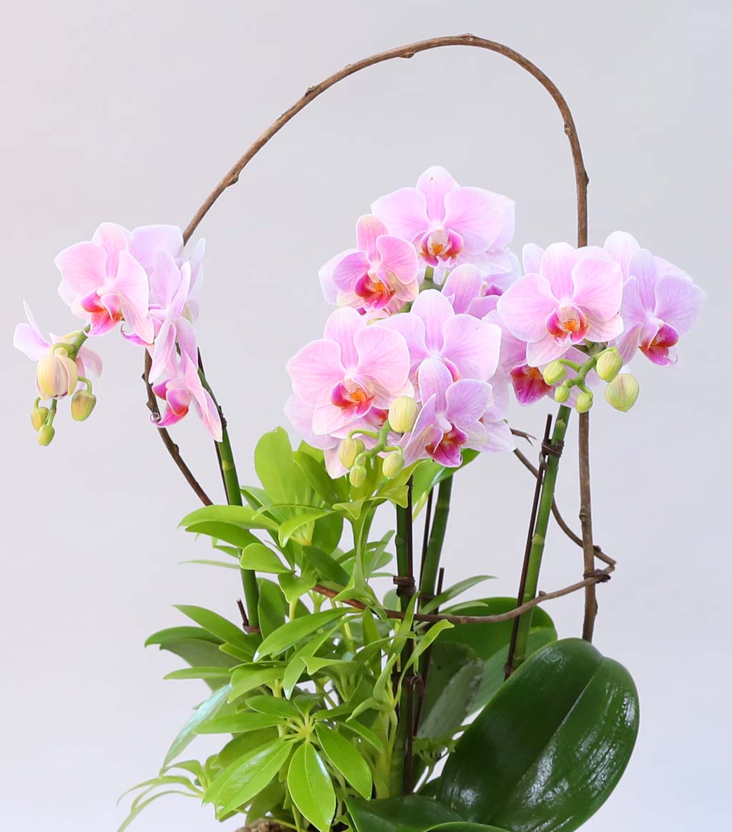 Phalenopsis - Pink garden  ɹ