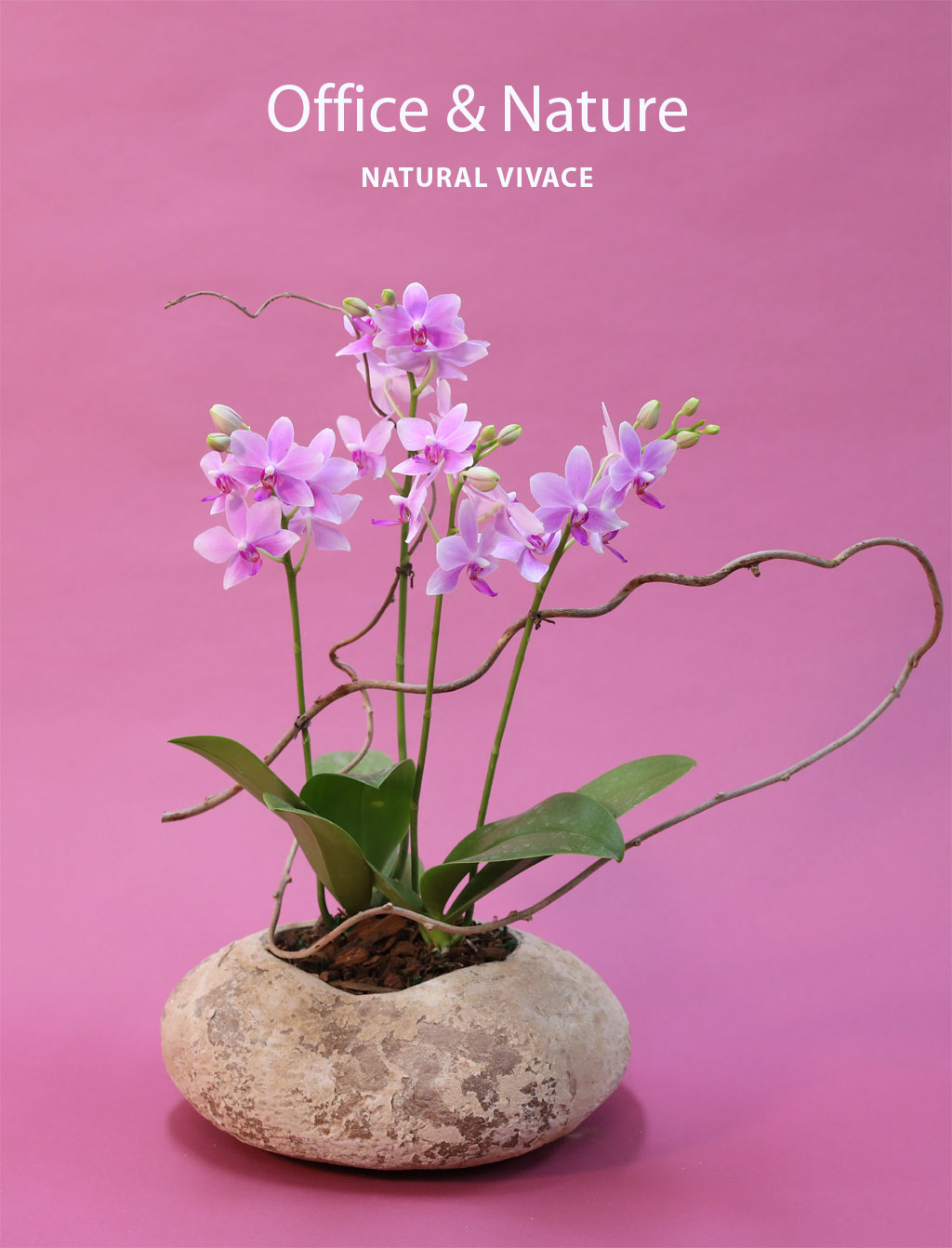 Office & Nature - Vivace(°í±ÞºóƼÁöȱâ)