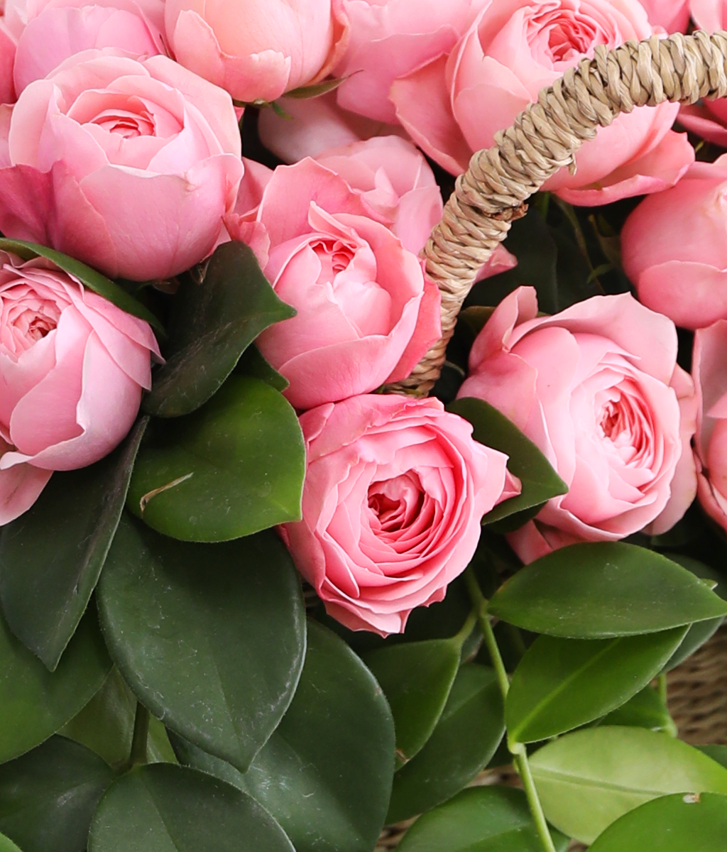 Romatic Rose ���� �ɹ��