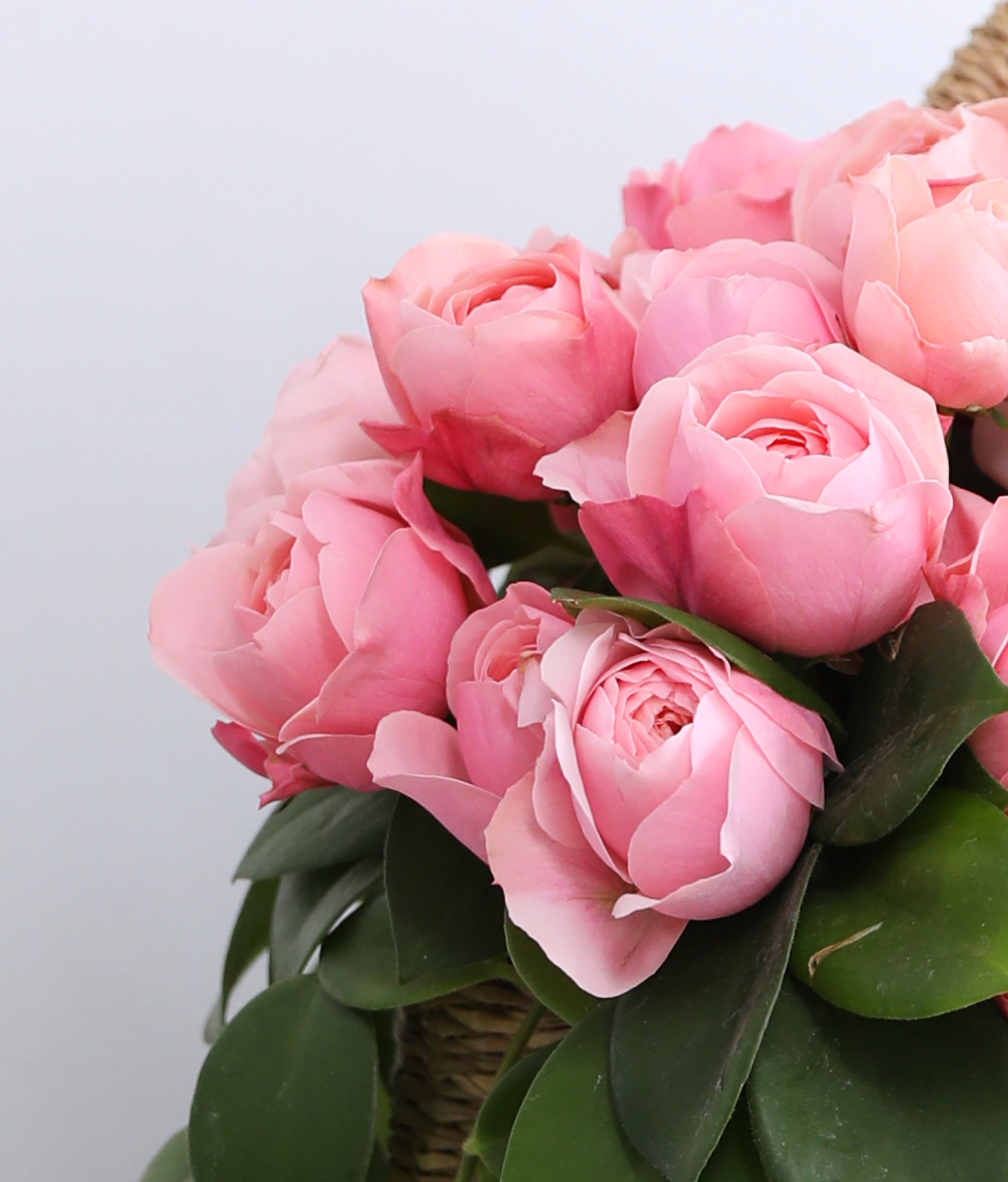 Romatic Rose ���� �ɹ��