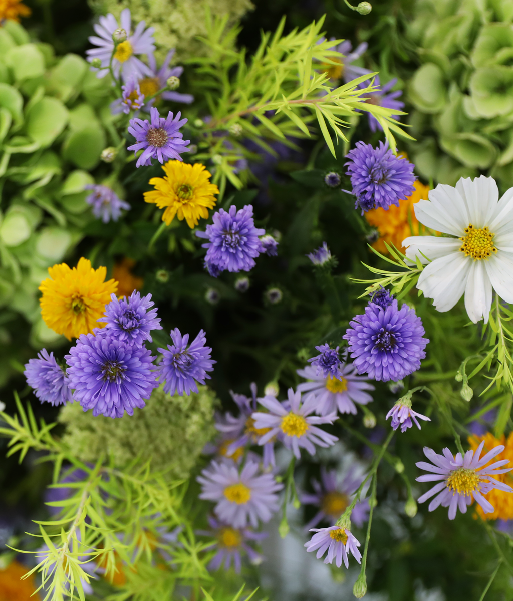 Green Wishes ���� �ɹ��