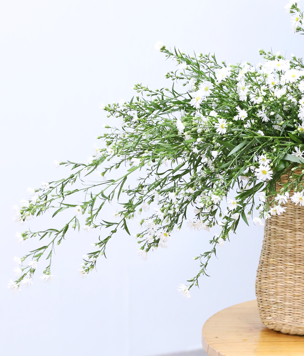 ���� ����� ����