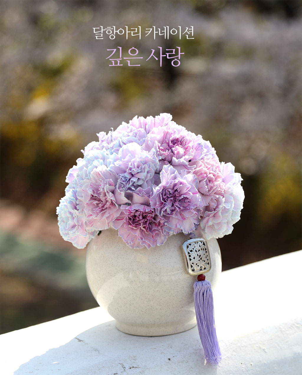 ���׾Ƹ� ī���̼� - Purple ���� �ɹ��