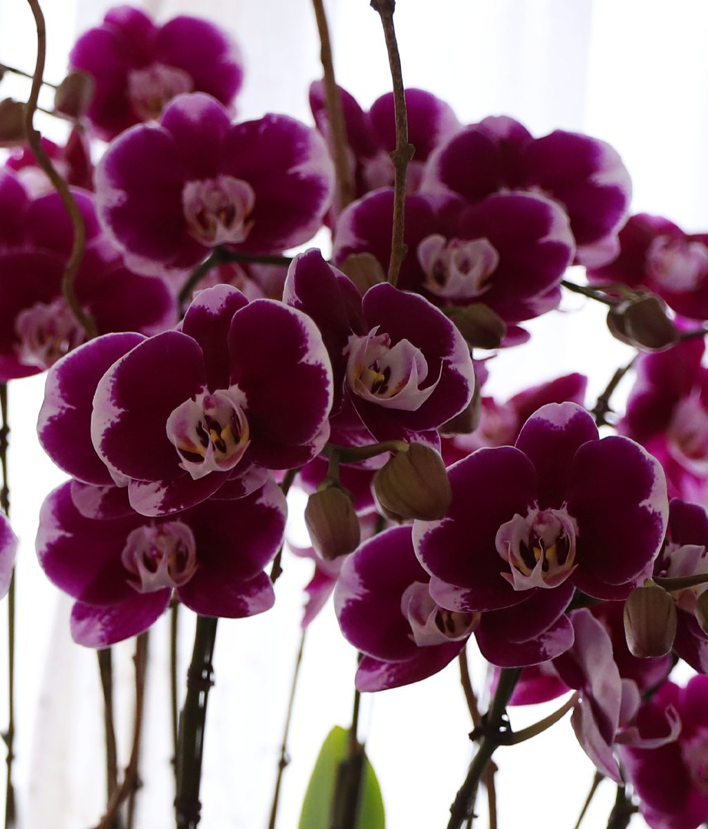 ���ֺ� �� �� �ɱ׸� - ������ �� ���� �ɹ��