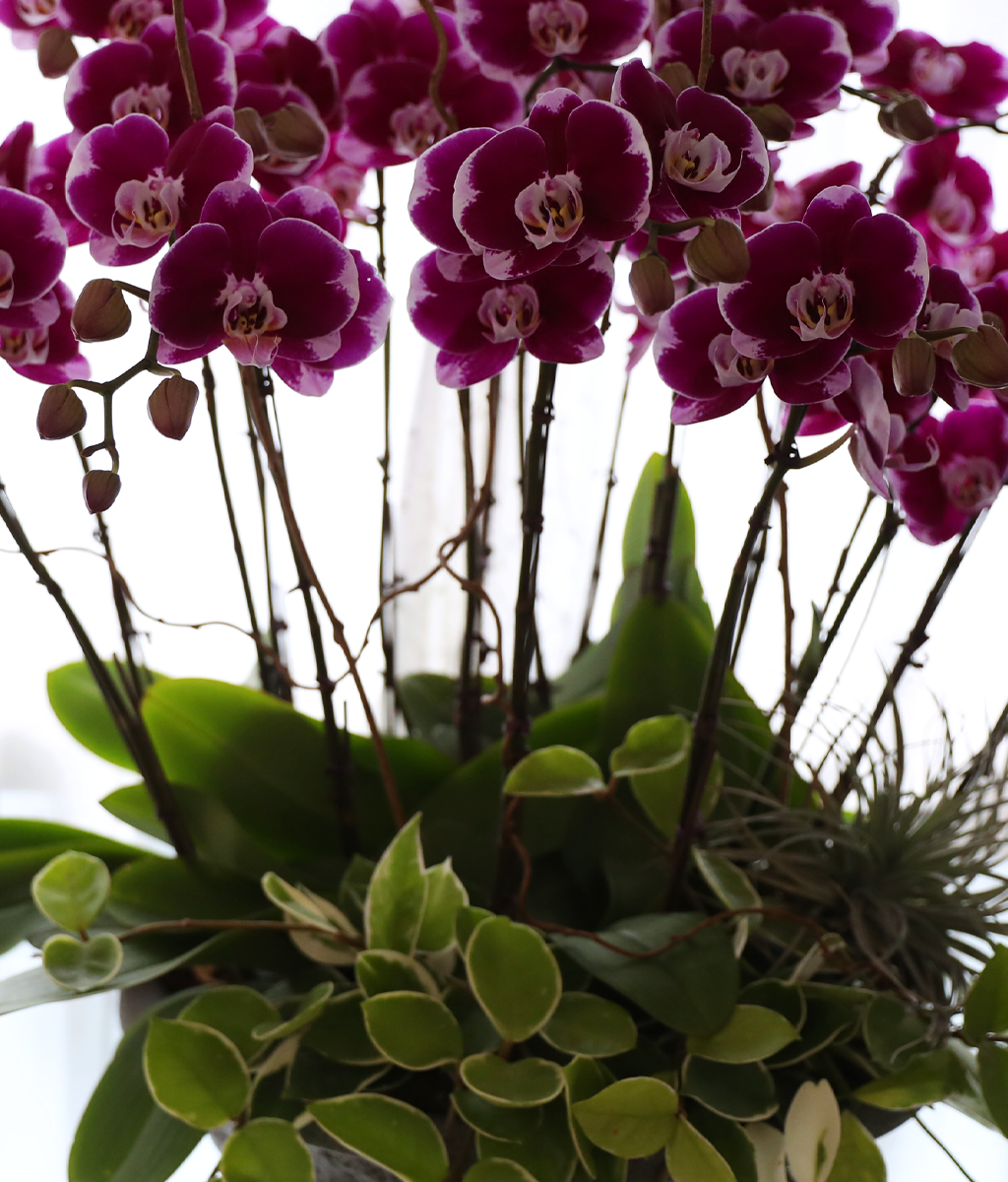 ���ֺ� �� �� �ɱ׸� - ������ �� ���� �ɹ��