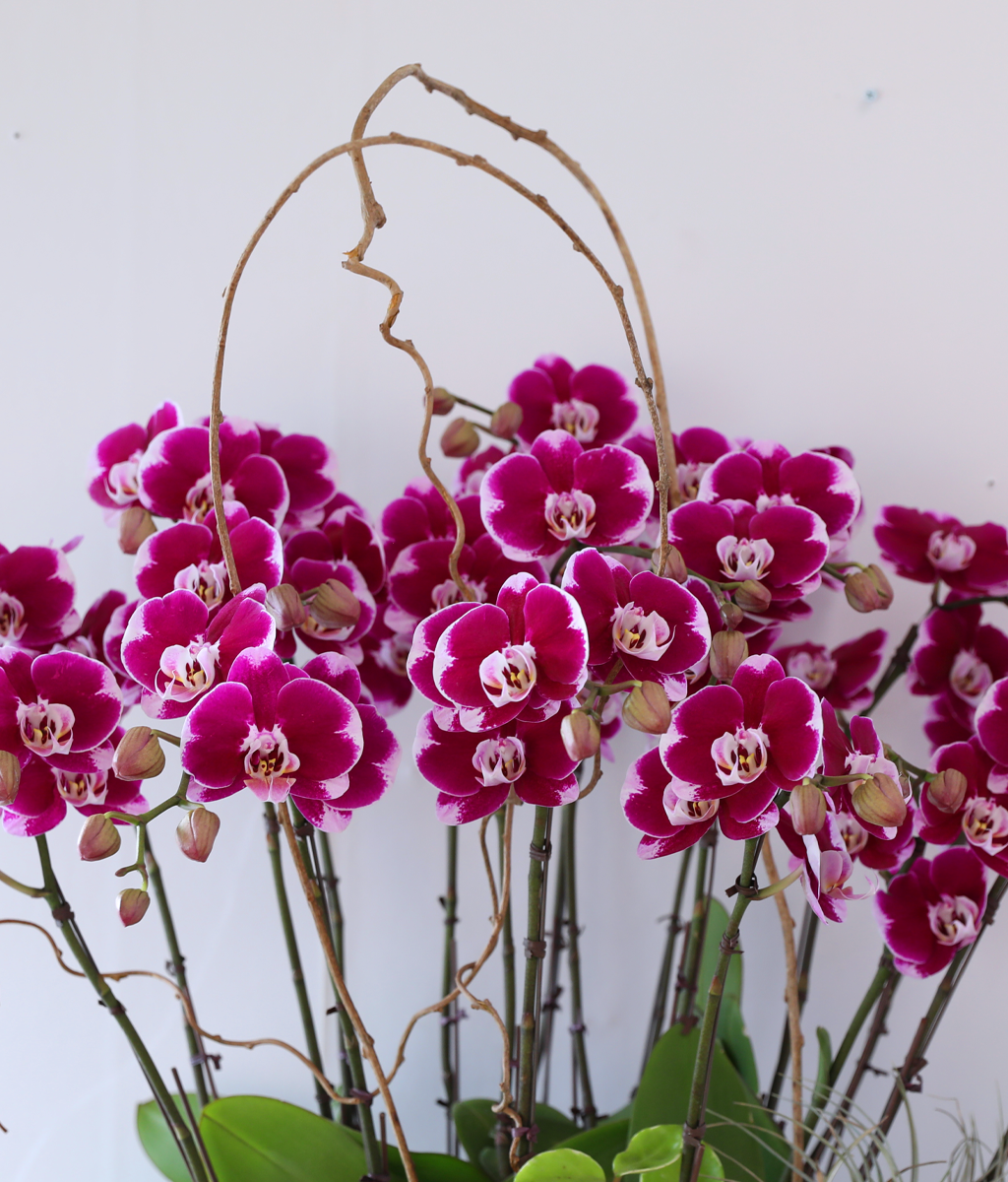 ���ֺ� �� �� �ɱ׸� - ������ �� ���� �ɹ��