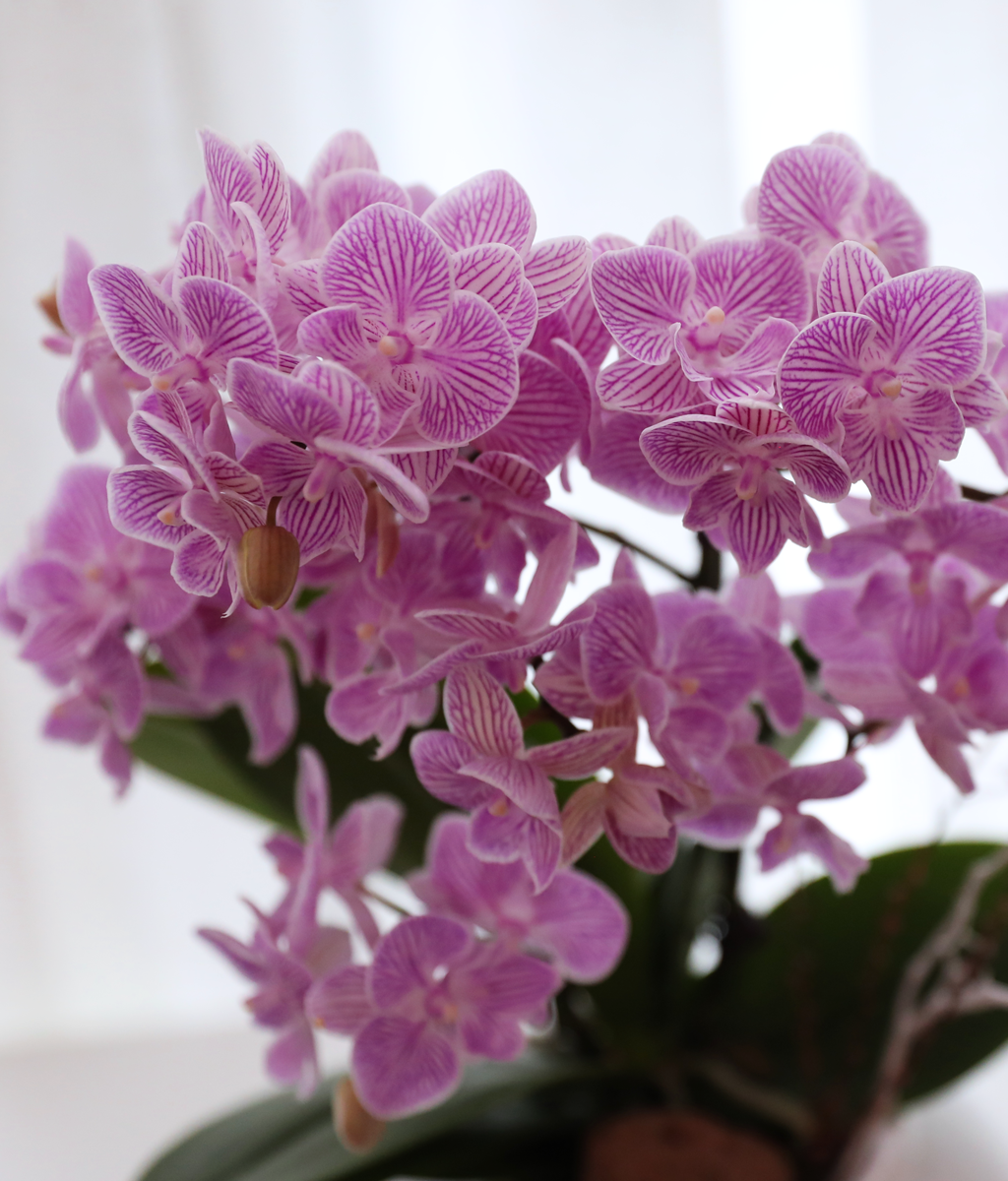 ��ũ�� ���� - ������ �� ���� �ɹ��