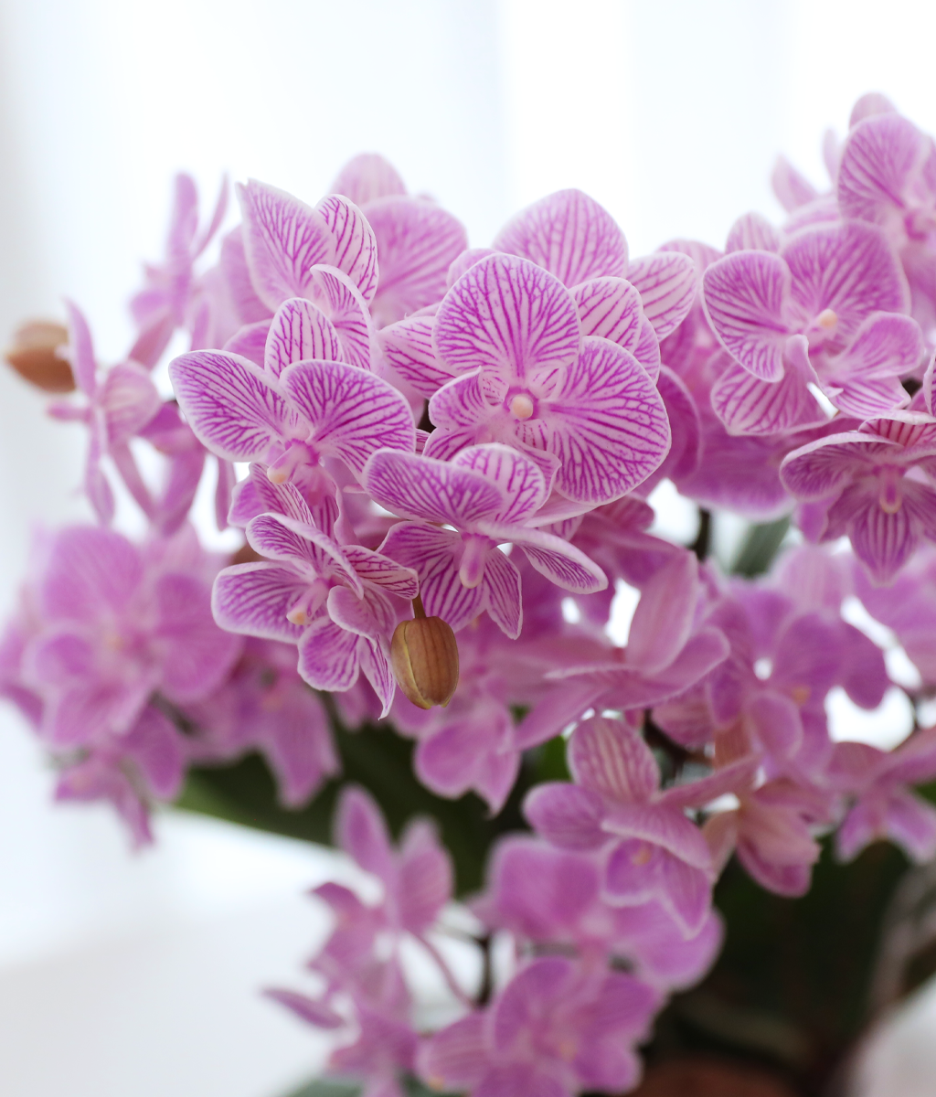 ��ũ�� ���� - ������ �� ���� �ɹ��