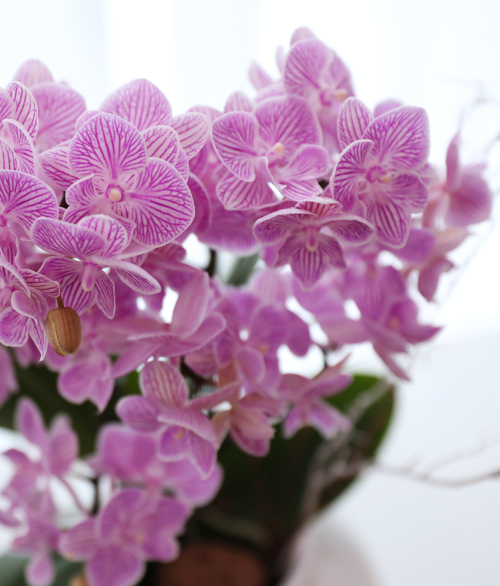 ��ũ�� ���� - ������ �� ���� �ɹ��