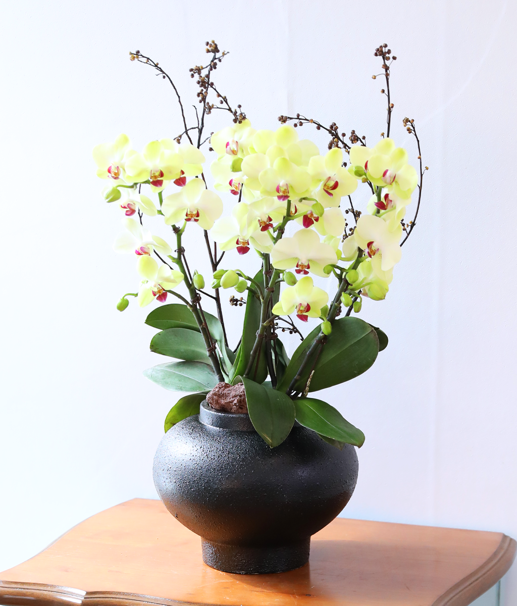 ��� �޻� �� �� - ������ �� ���� �ɹ��