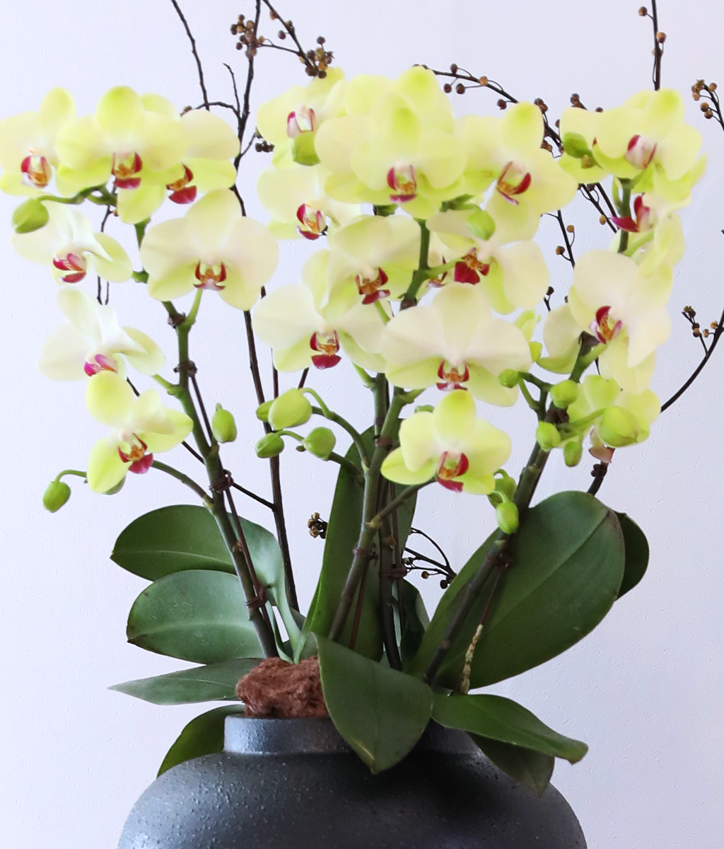 ��� �޻� �� �� - ������ �� ���� �ɹ��