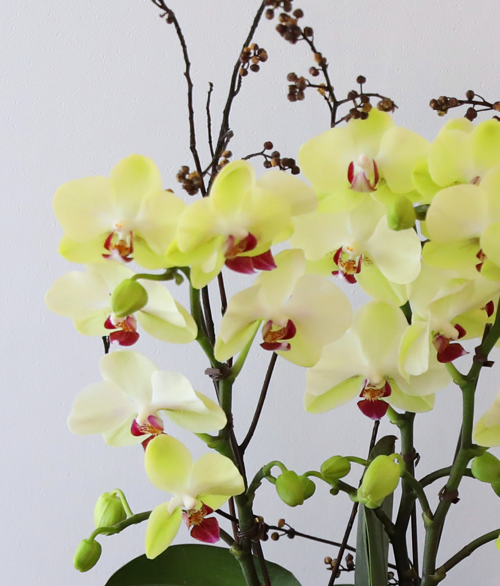 ��� �޻� �� �� - ������ �� ���� �ɹ��