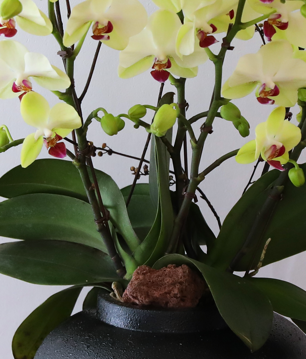 ��� �޻� �� �� - ������ �� ���� �ɹ��