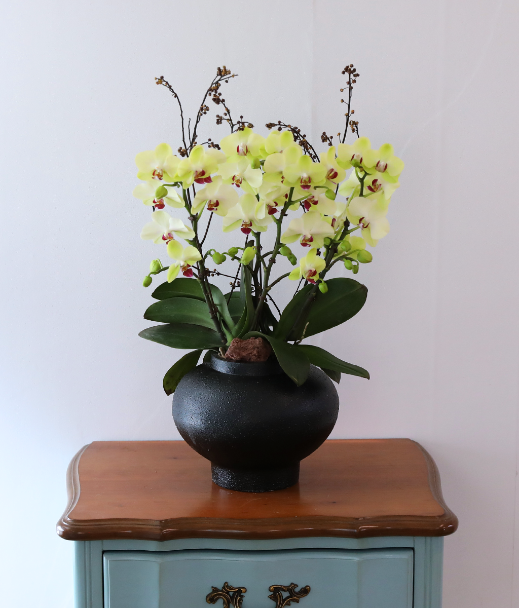 ��� �޻� �� �� - ������ �� ���� �ɹ��