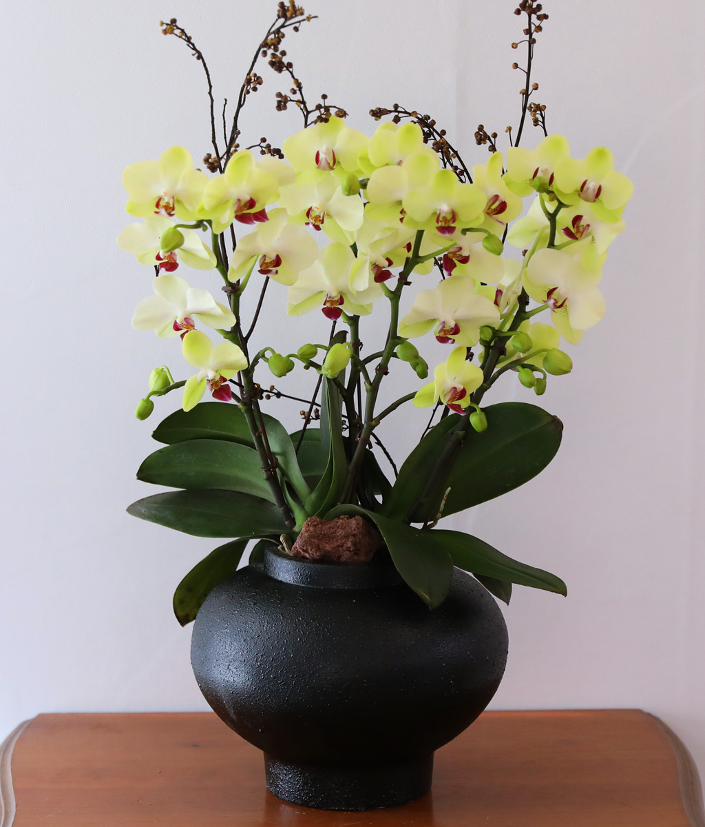 ��� �޻� �� �� - ������ �� ���� �ɹ��