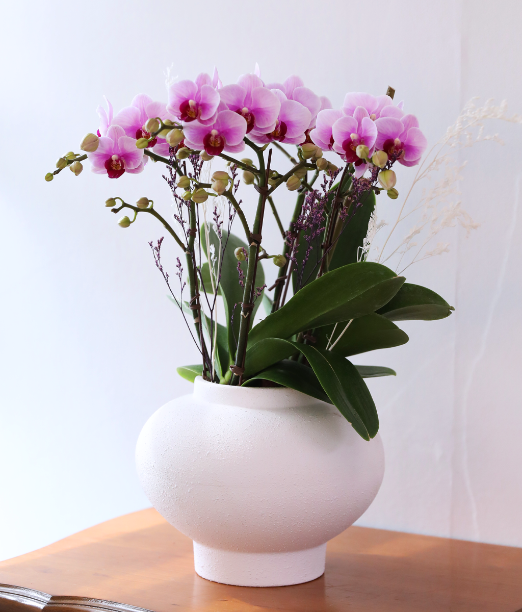 ��äȭ ���� ��ũ �޺� - ������ �� ���� �ɹ��