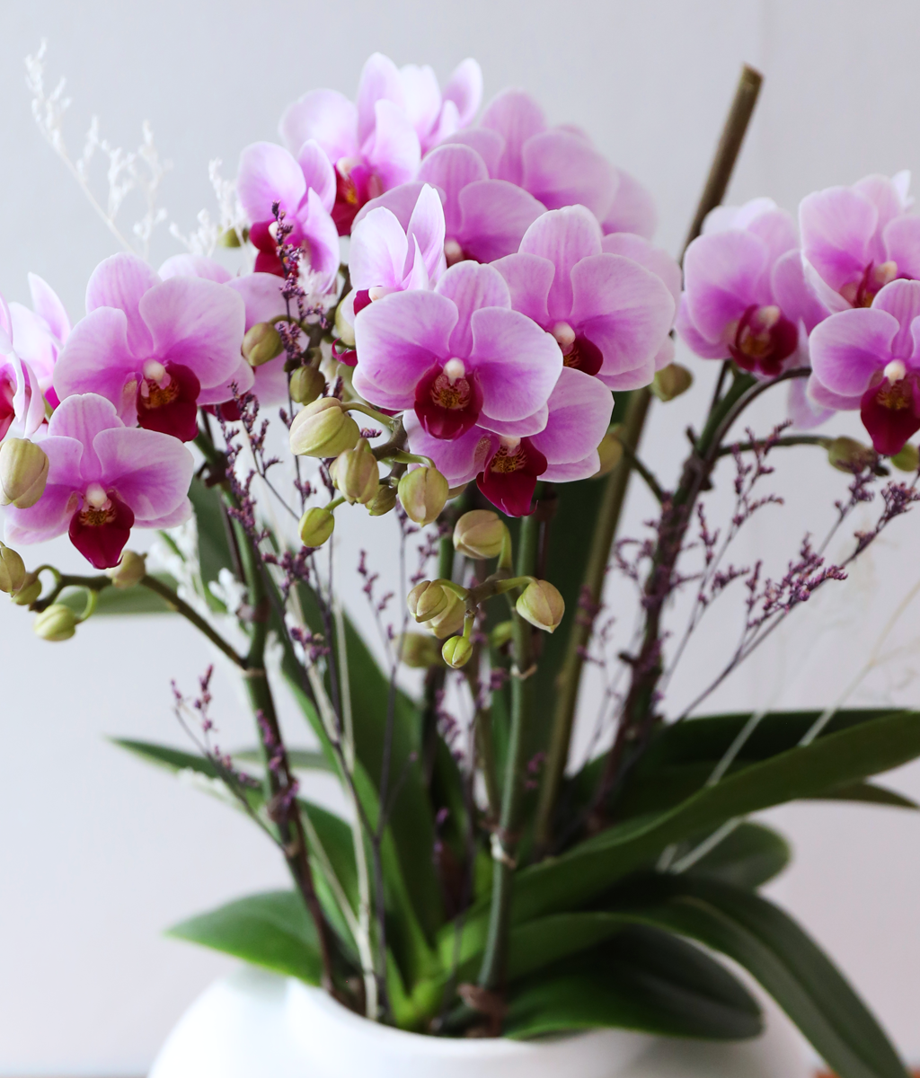 ��äȭ ���� ��ũ �޺� - ������ �� ���� �ɹ��