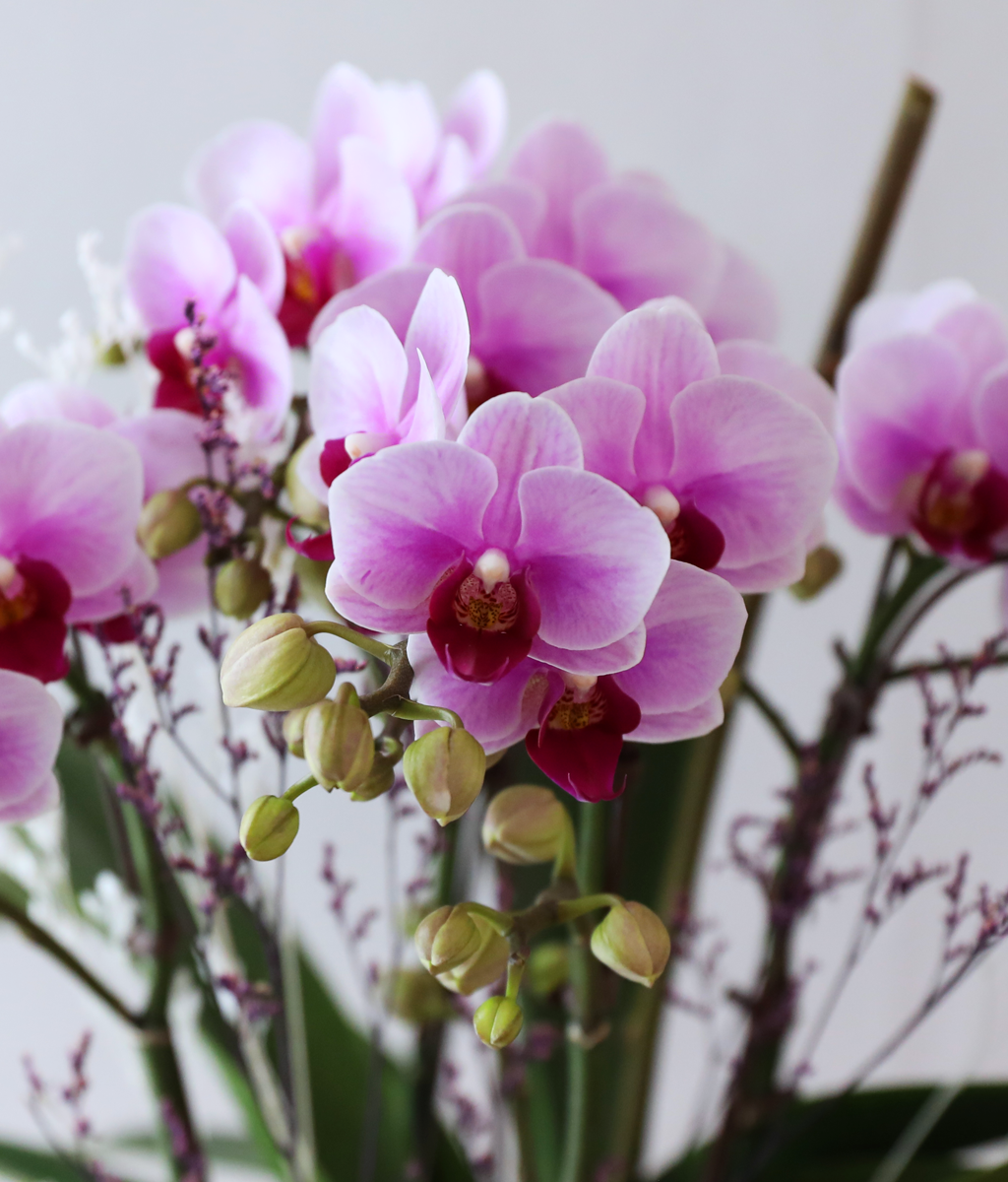 ��äȭ ���� ��ũ �޺� - ������ �� ���� �ɹ��