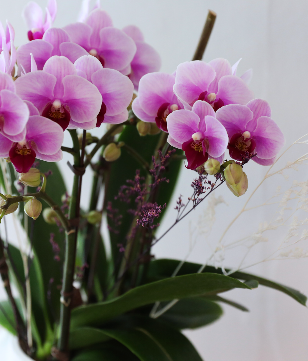 ��äȭ ���� ��ũ �޺� - ������ �� ���� �ɹ��