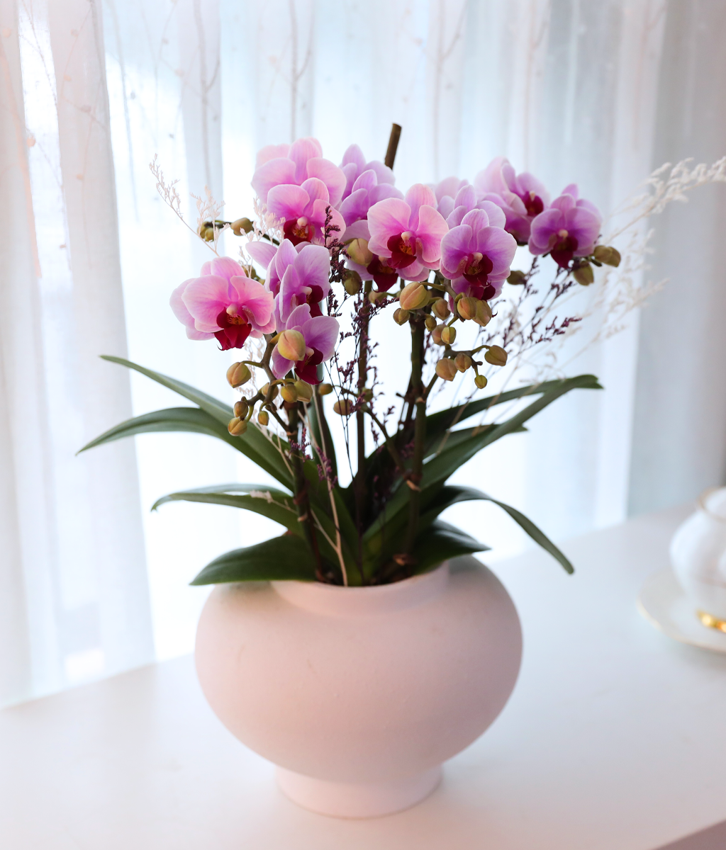 ��äȭ ���� ��ũ �޺� - ������ �� ���� �ɹ��