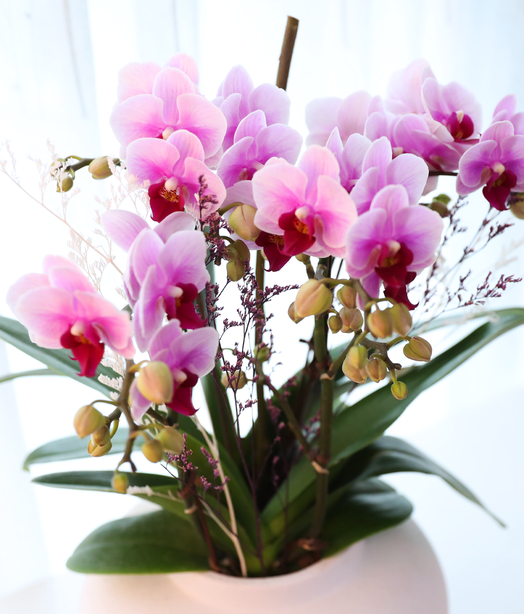 ��äȭ ���� ��ũ �޺� - ������ �� ���� �ɹ��