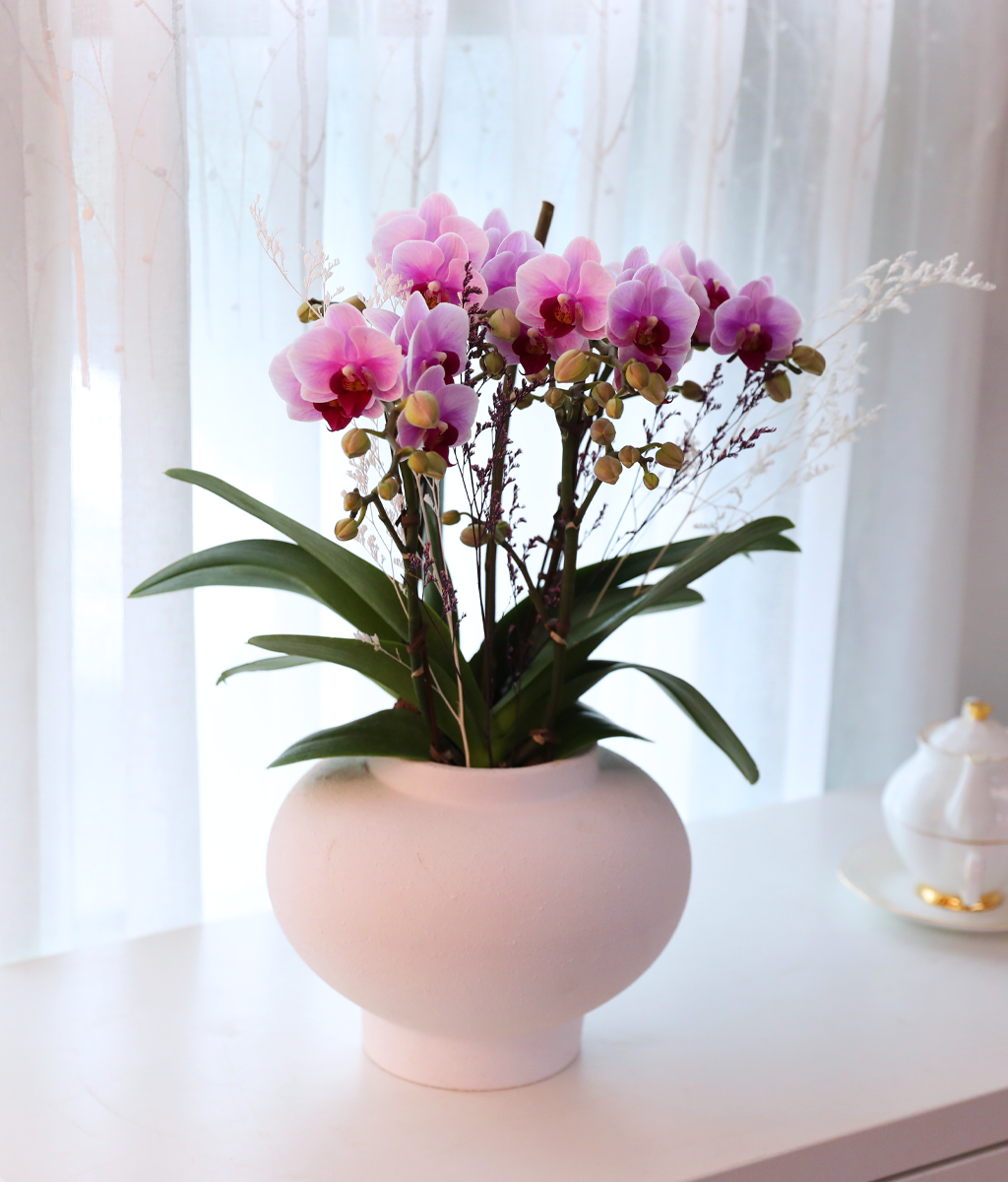 ��äȭ ���� ��ũ �޺� - ������ �� ���� �ɹ��