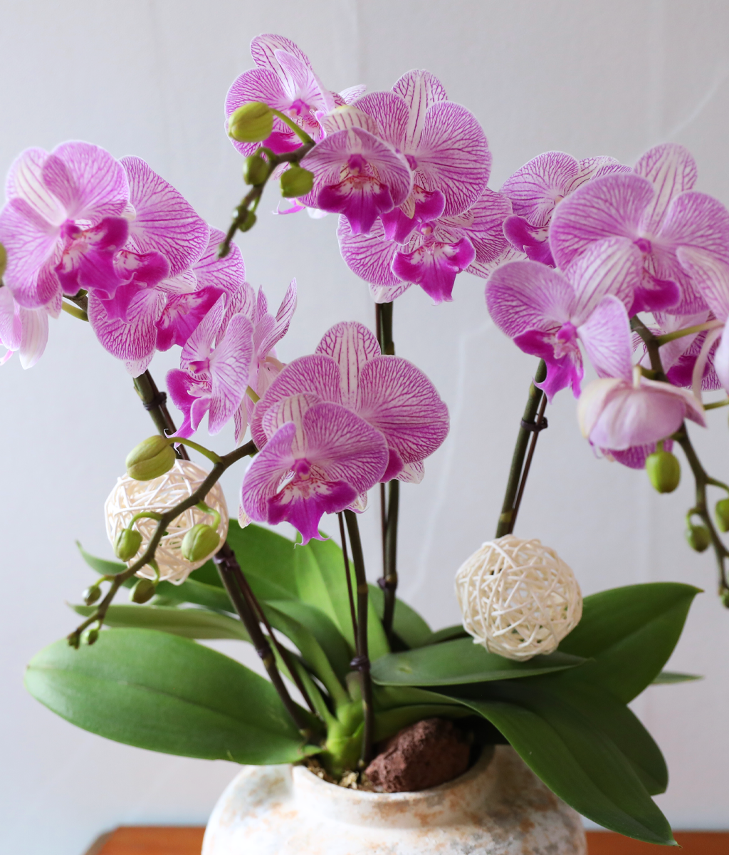 ��ƽ �� ��ũ - ������ �� ���� �ɹ��