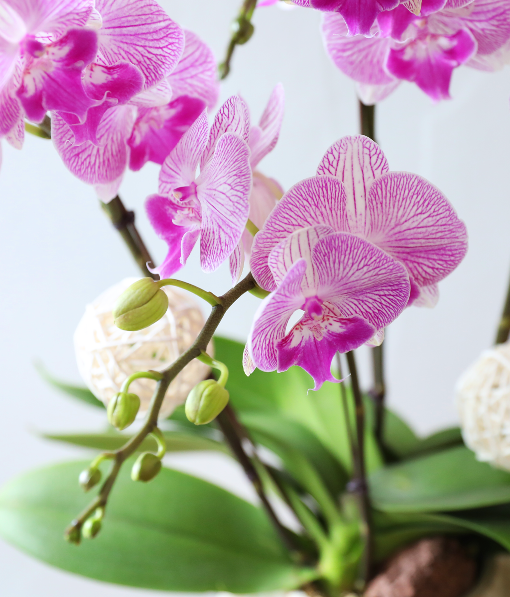 ��ƽ �� ��ũ - ������ �� ���� �ɹ��