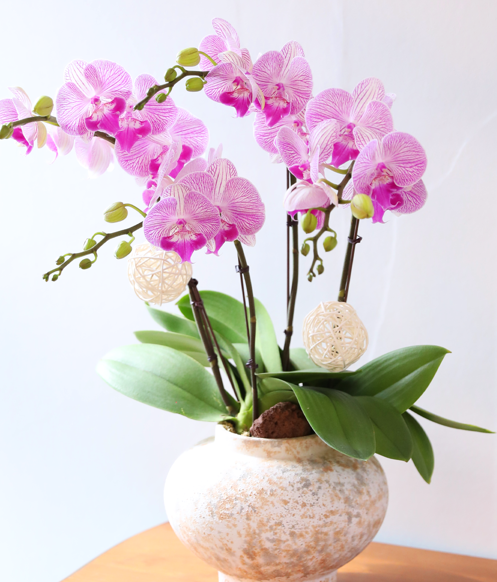 ��ƽ �� ��ũ - ������ �� ���� �ɹ��