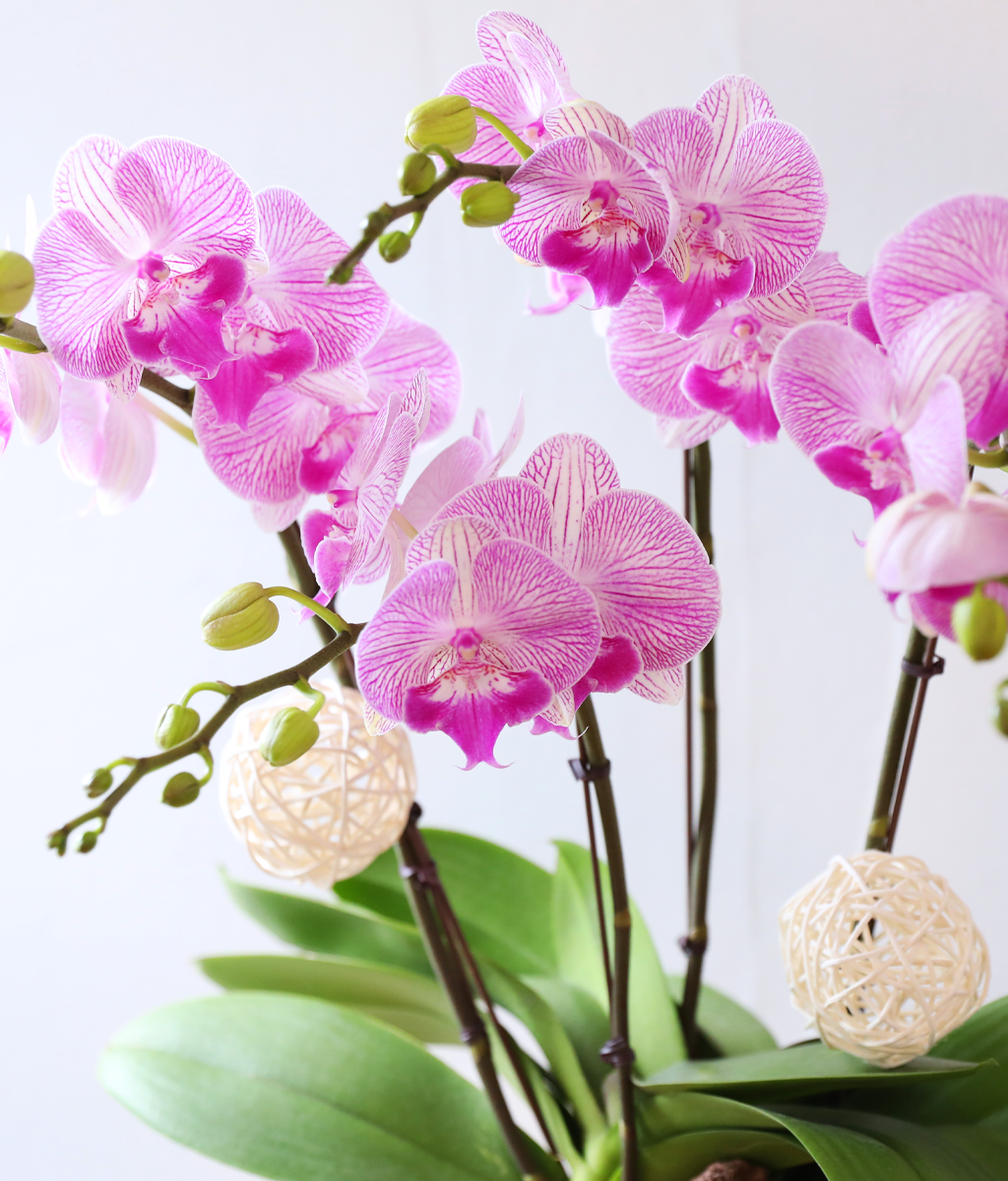 ��ƽ �� ��ũ - ������ �� ���� �ɹ��