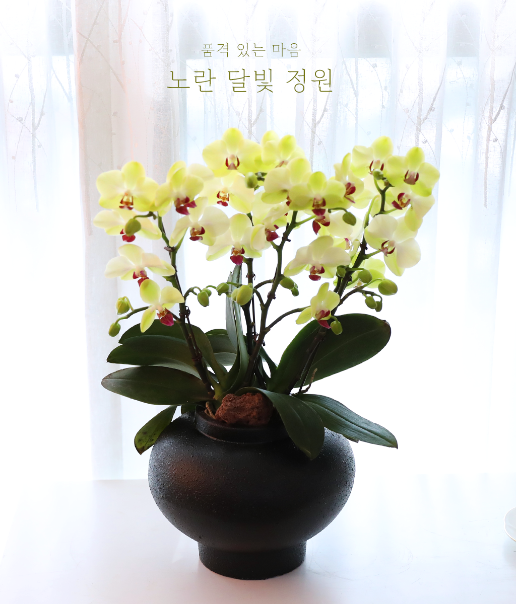 ��� �޺� ���� - ������ �� ���� �ɹ��