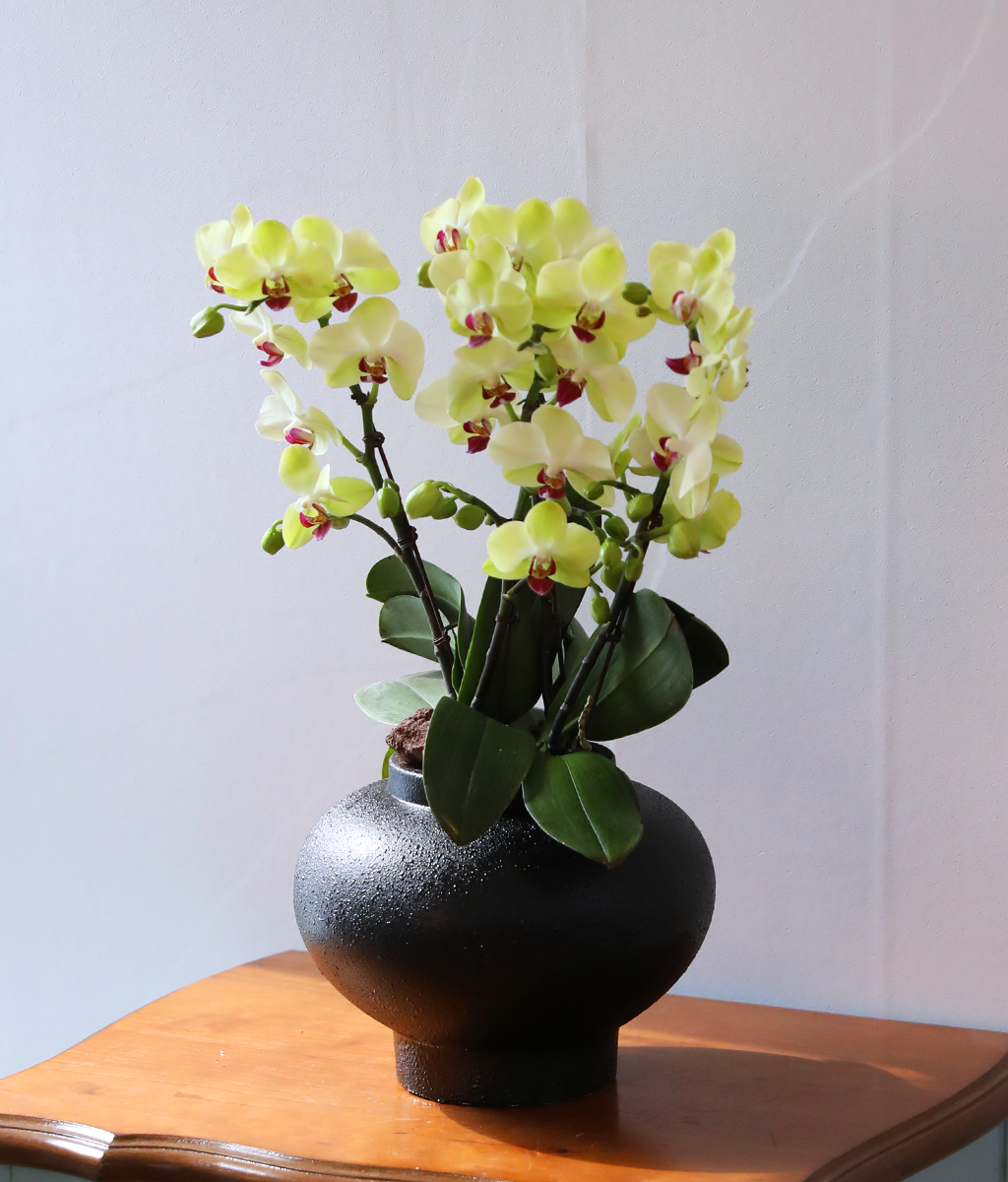 ��� �޺� ���� - ������ �� ���� �ɹ��