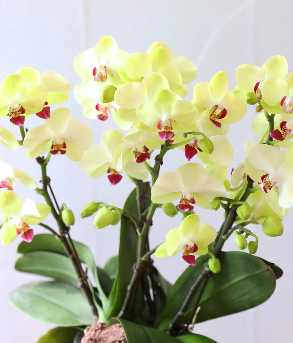 ��� �޺� ���� - ������ �� ���� �ɹ��