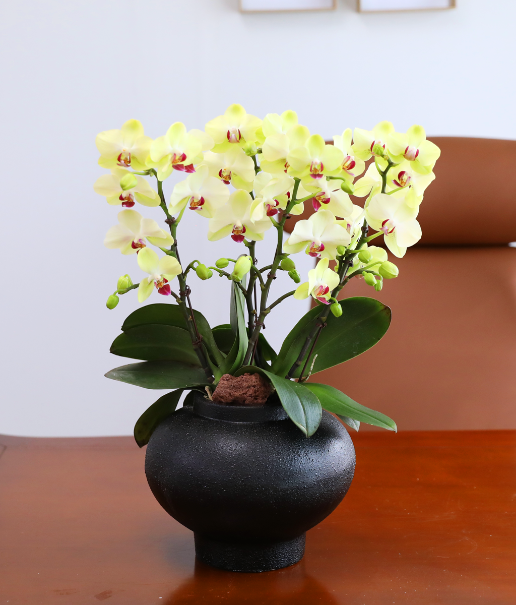 ��� �޺� ���� - ������ �� ���� �ɹ��