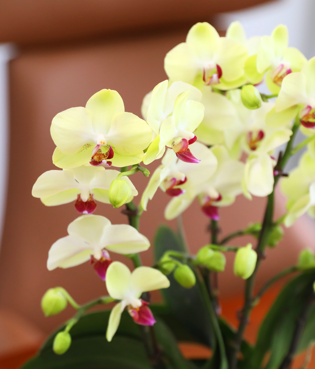 ��� �޺� ���� - ������ �� ���� �ɹ��