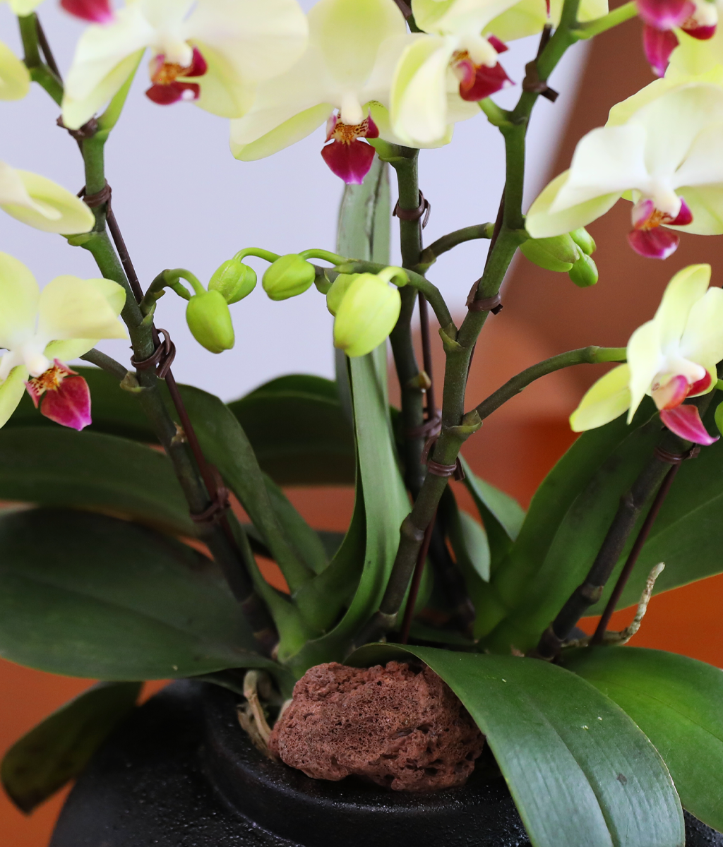 ��� �޺� ���� - ������ �� ���� �ɹ��