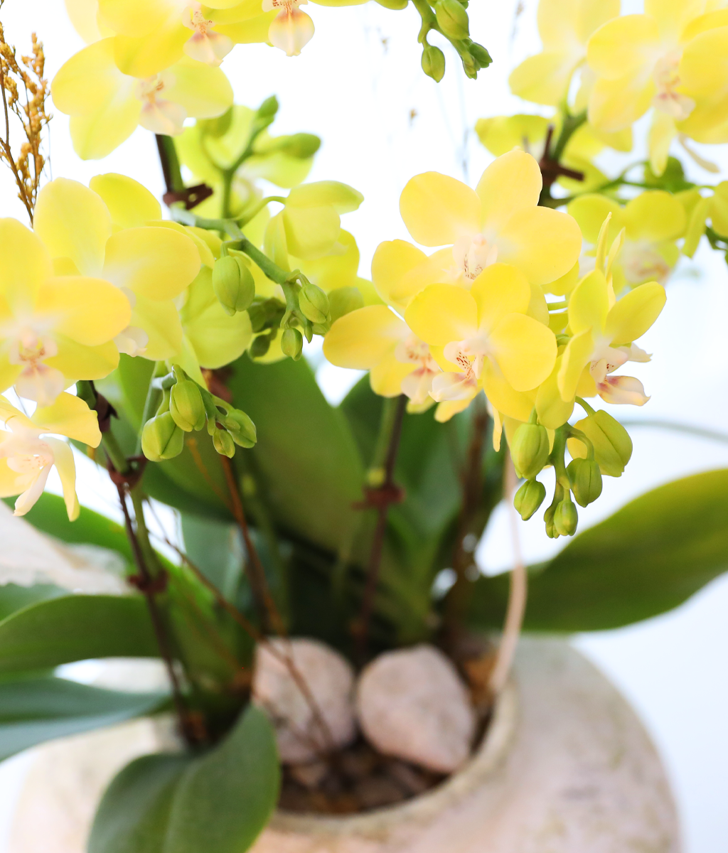 ����� ������ �� - ������ �� ���� �ɹ��