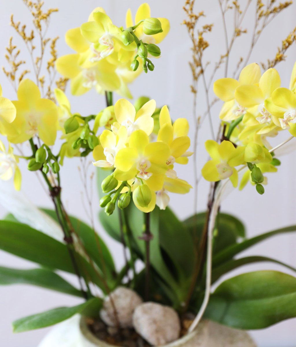 ����� ������ �� - ������ �� ���� �ɹ��