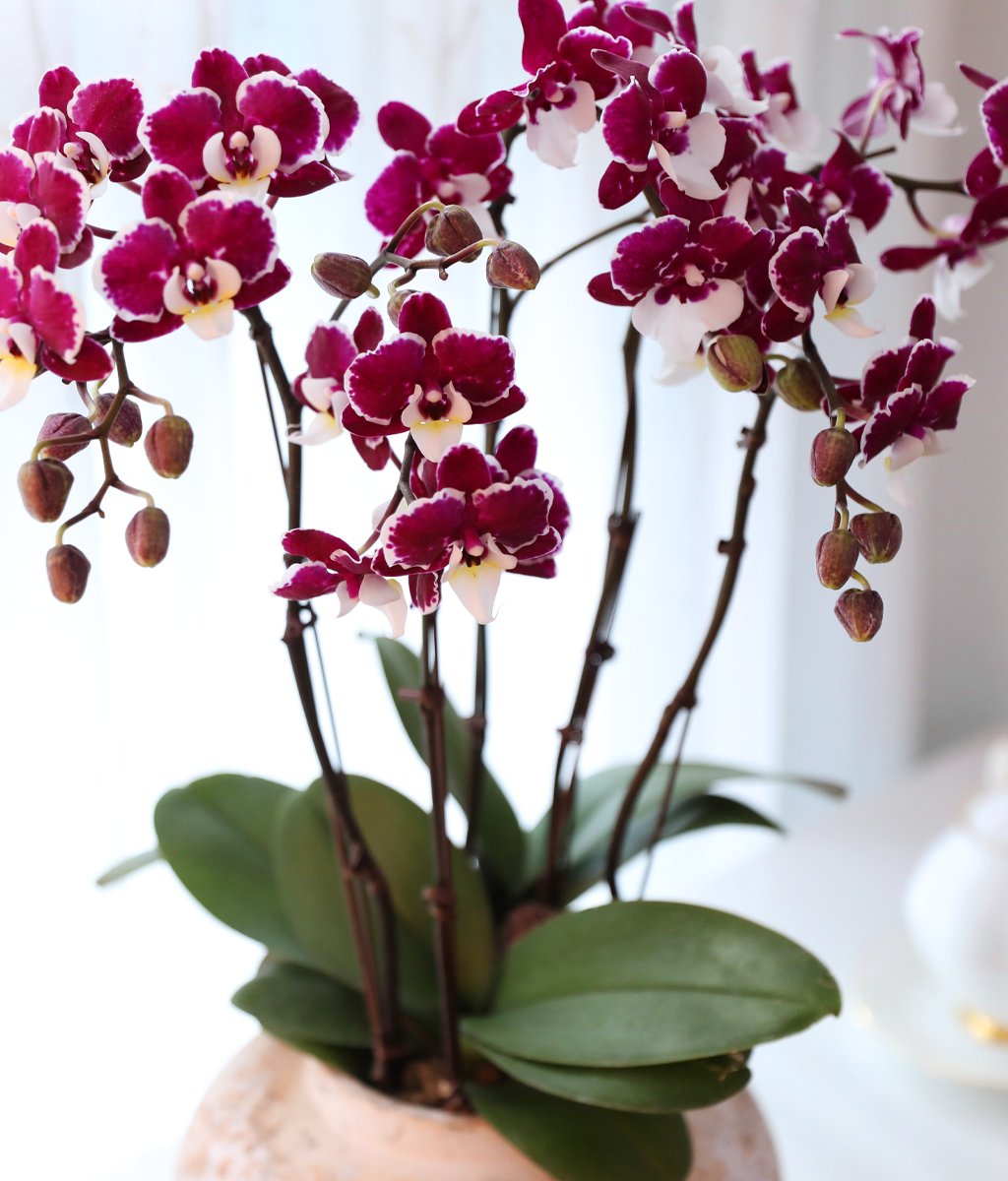 ���� ���� ���� - ������ �� ���� �ɹ��