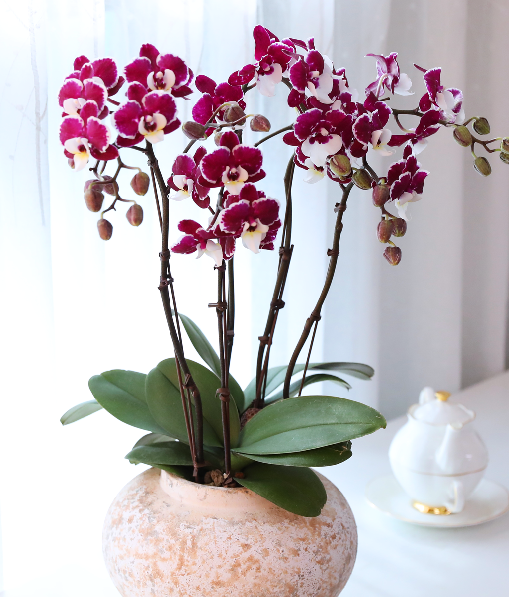 ���� ���� ���� - ������ �� ���� �ɹ��