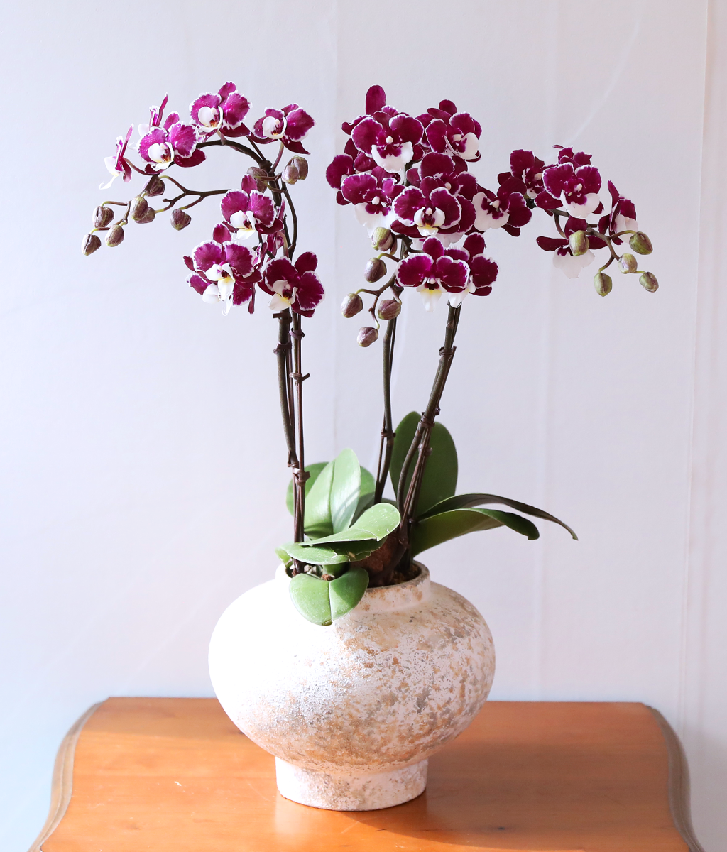 ���� ���� ���� - ������ �� ���� �ɹ��