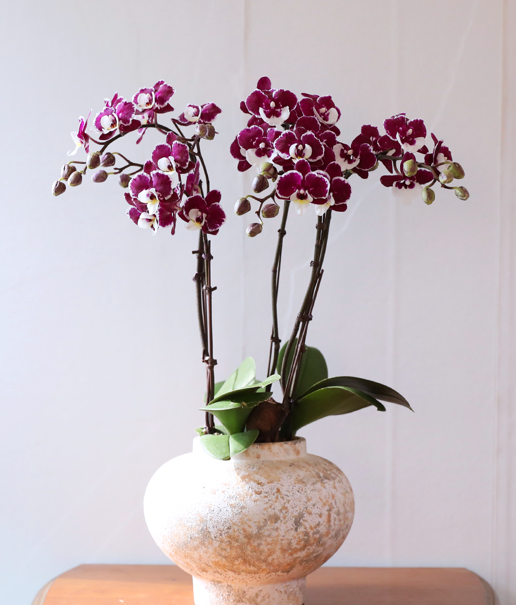 ���� ���� ���� - ������ �� ���� �ɹ��