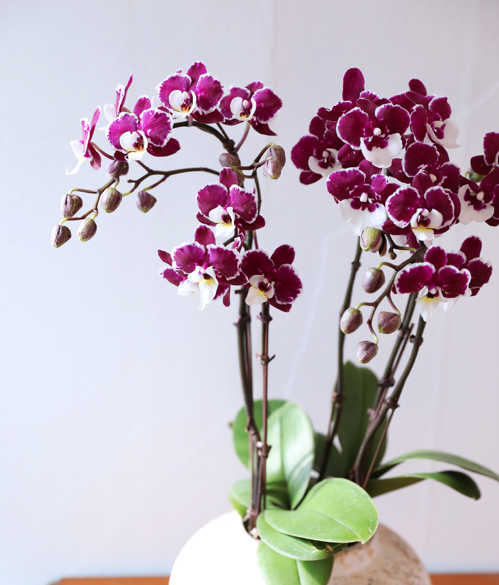 ���� ���� ���� - ������ �� ���� �ɹ��