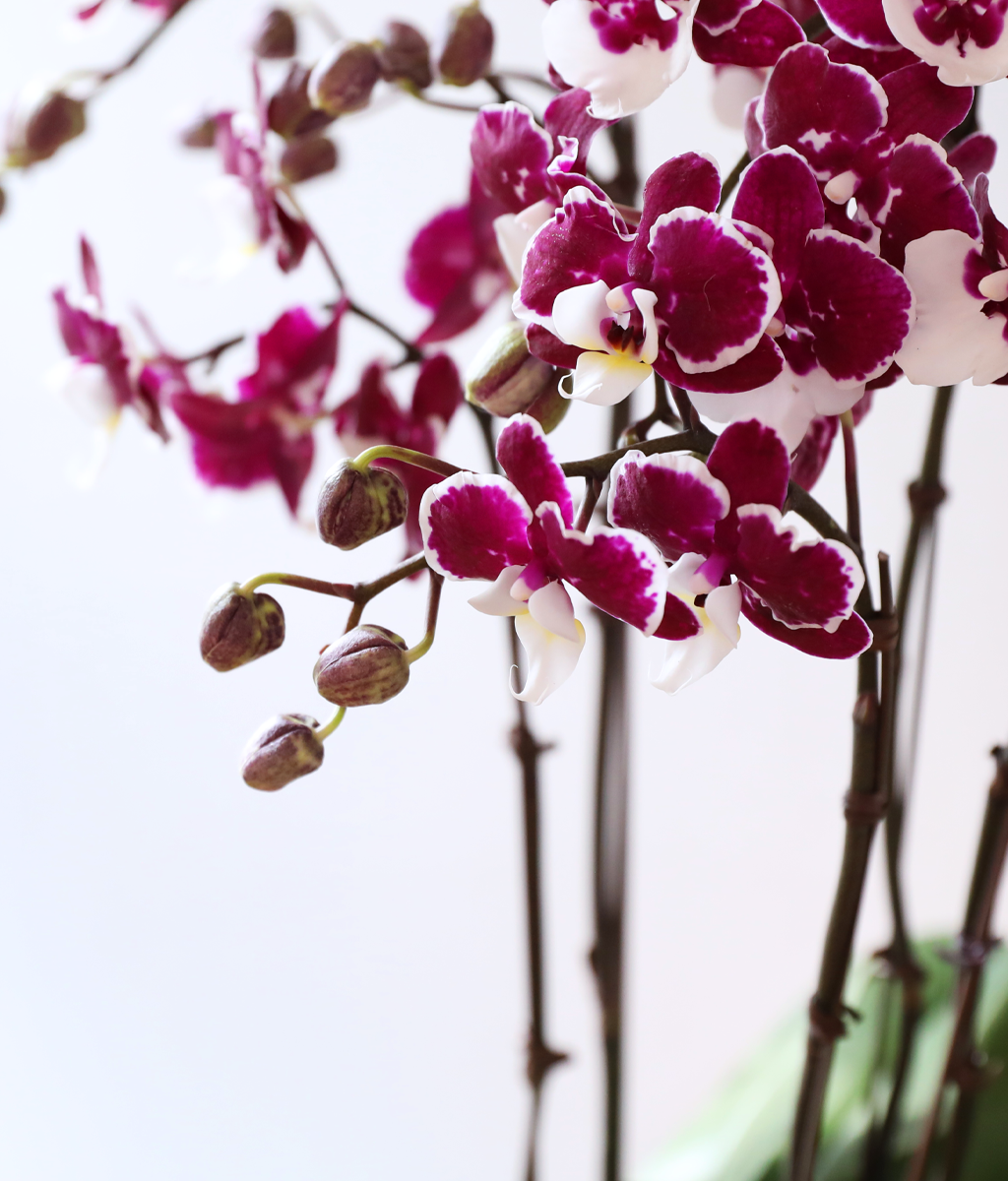 ���� ���� ���� - ������ �� ���� �ɹ��